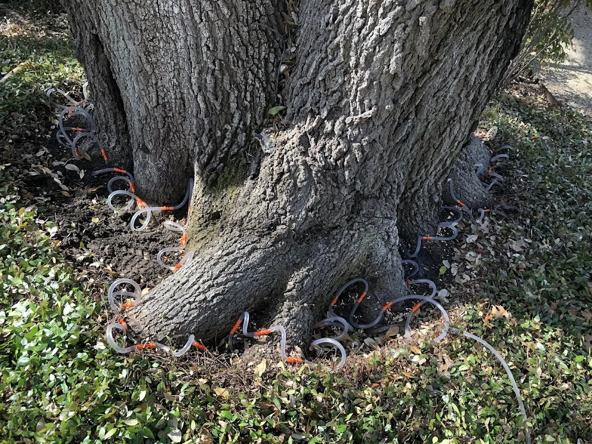 Detailed Tree Cabling and Bracing job site in Manasquan