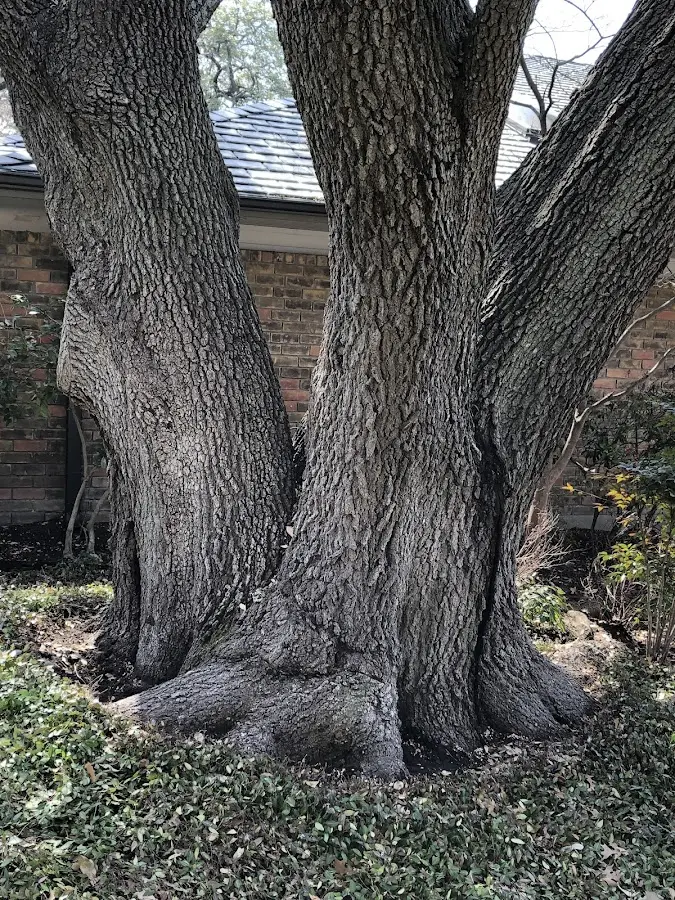 Mature heritage tree close to a Manasquan property cared for by certified arborists